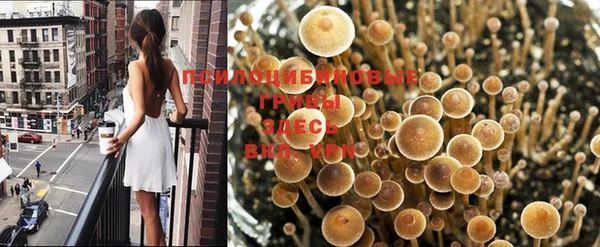 прущие грибы Абдулино
